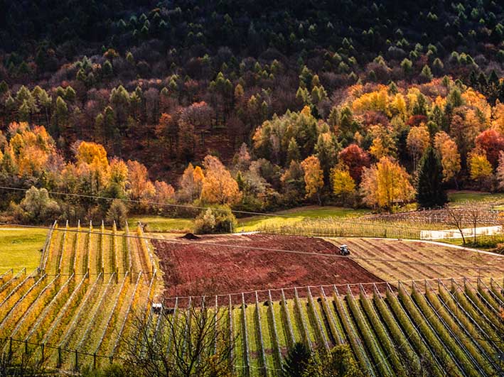 Affitto agrario: durata e recesso