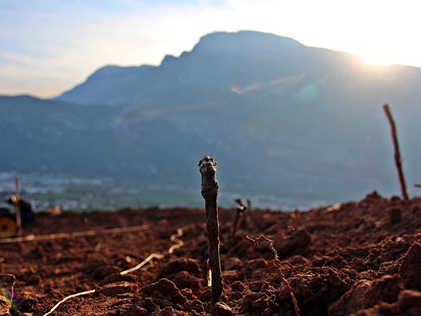 Proroghe delle autorizzazioni per i nuovi impianti di vigneti in scadenza nel 2020 e 2021