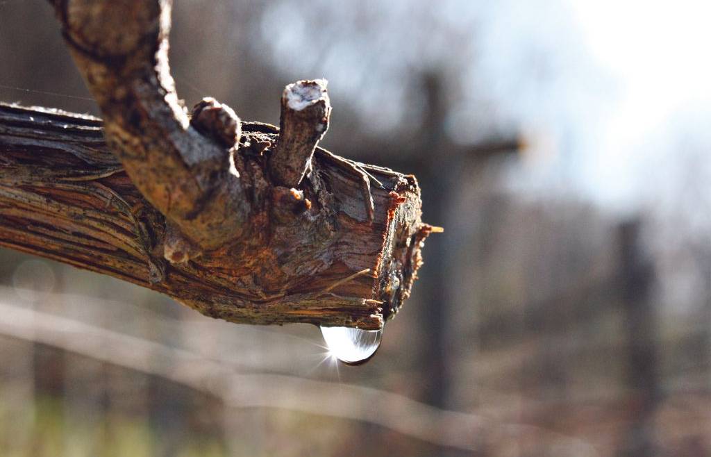 Cooperfidi, un “vademecum” per le imprese agricole