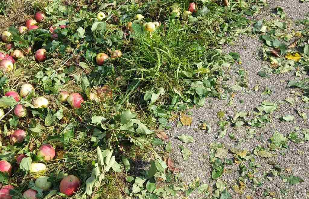 Campagna assicurativa agricola 2026: al via polizze agevolate e fondi mutualistici