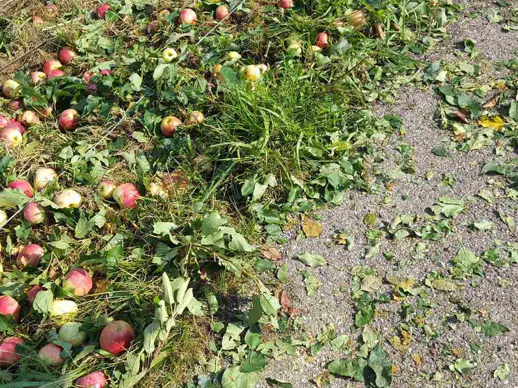 Campagna assicurativa agricola 2026: al via polizze agevolate e fondi mutualistici