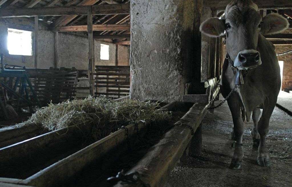 Terminato | Buoni consulenza aziende zootecniche 2018