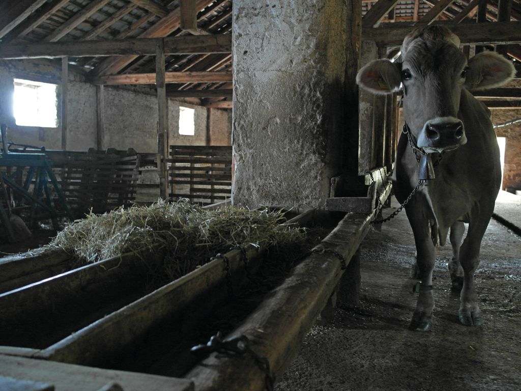 Terminato | Buoni consulenza aziende zootecniche 2018