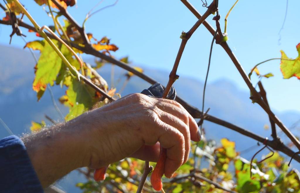 CSA – CIA servizi agricoli