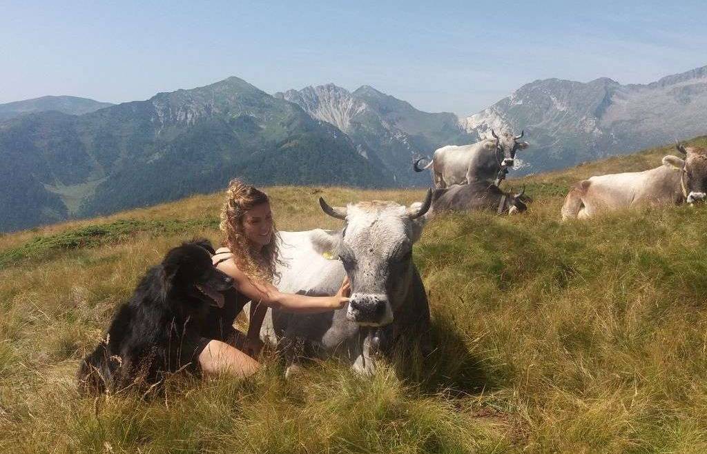 Avviso asta pubblica alpeggi