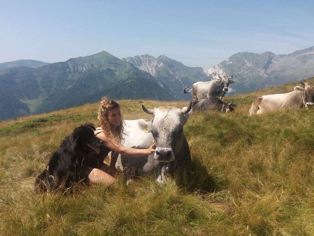 Avviso asta pubblica alpeggi