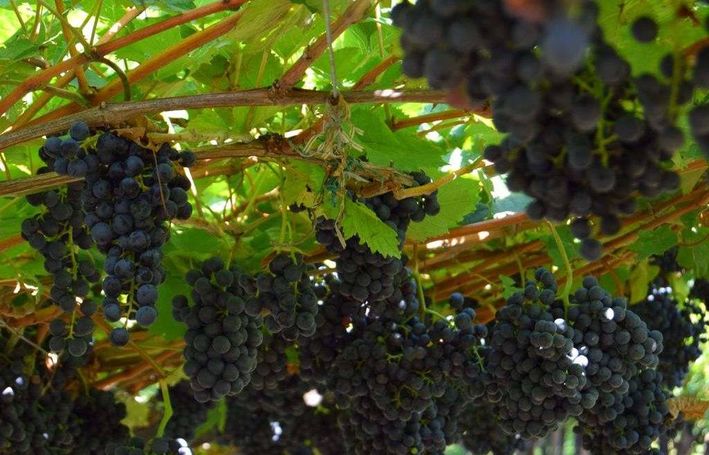 Domanda di sostegno RRV (riconversione e ristrutturazione vigneti) 2024/2025