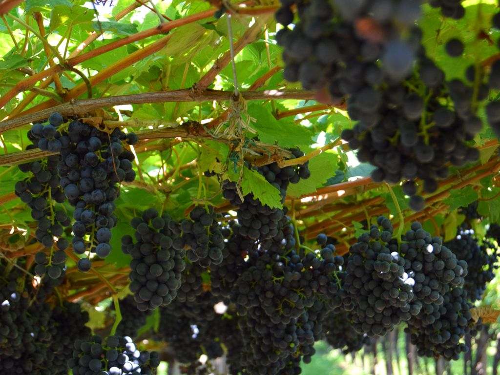 Donne in Campo presenti anche a Vinifera!