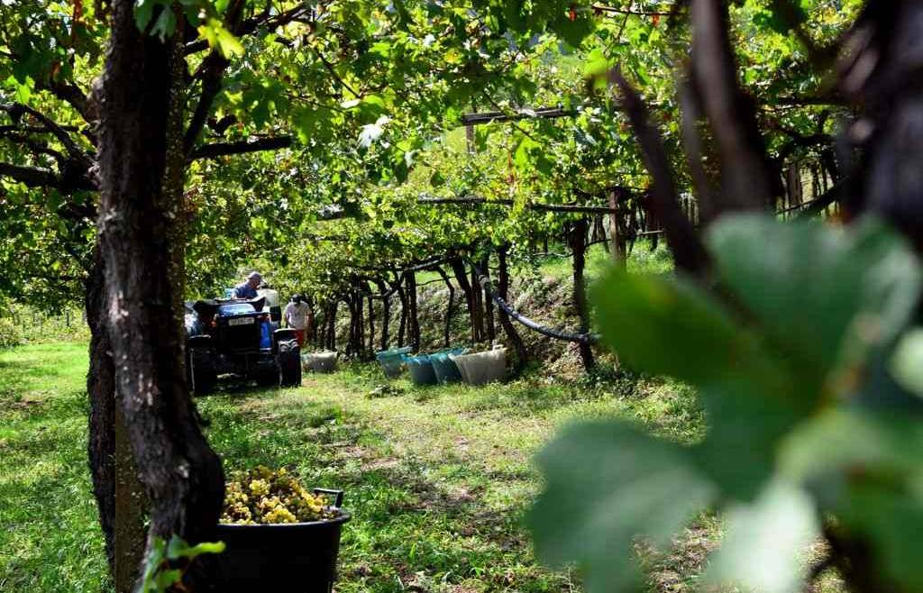Chiuso | Richiesta autorizzazioni impianti viticoli 2018