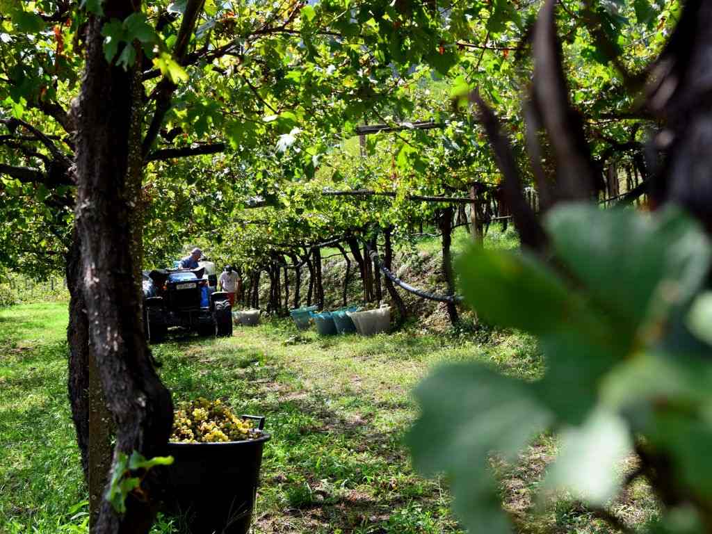 Chiuso | Richiesta autorizzazioni impianti viticoli 2018
