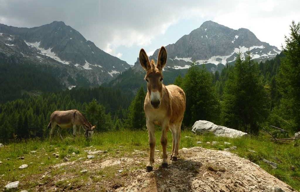 Utilizzo degli animali da lavoro nell’agricoltura di montagna