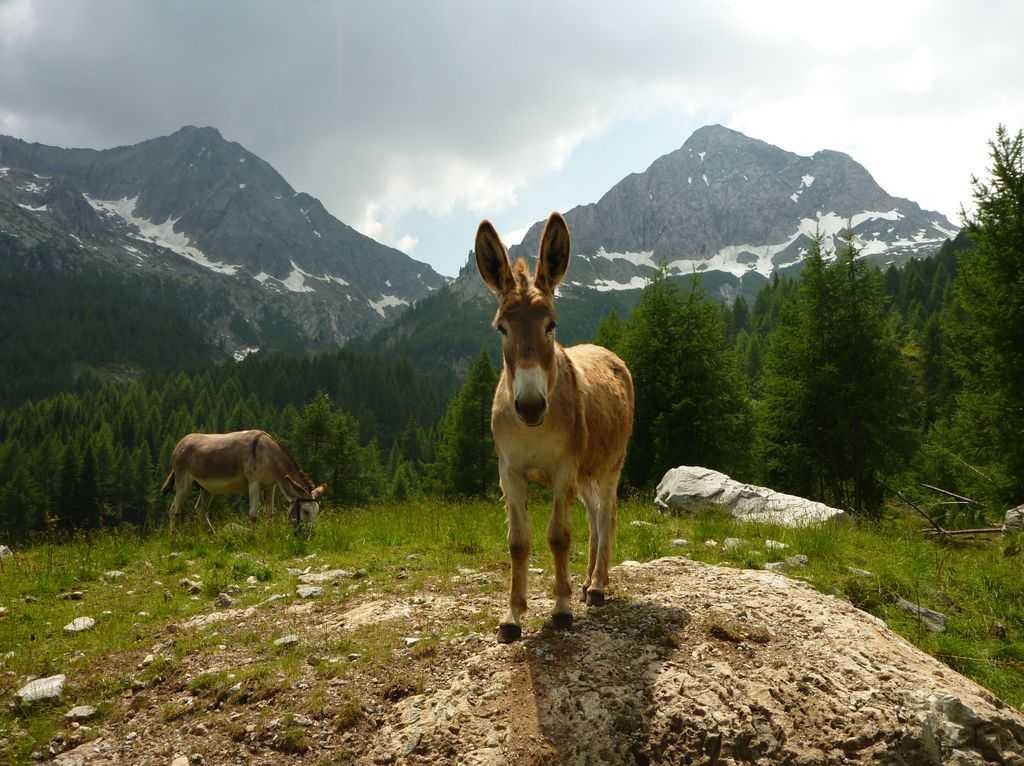 Utilizzo degli animali da lavoro nell’agricoltura di montagna