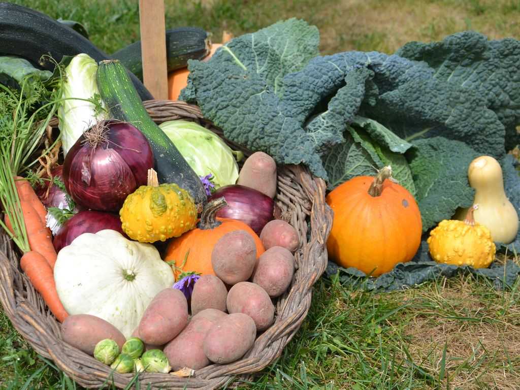 TERMINATA | FICO Eataly World mostra mercato “La Repubblica dei Contadini”