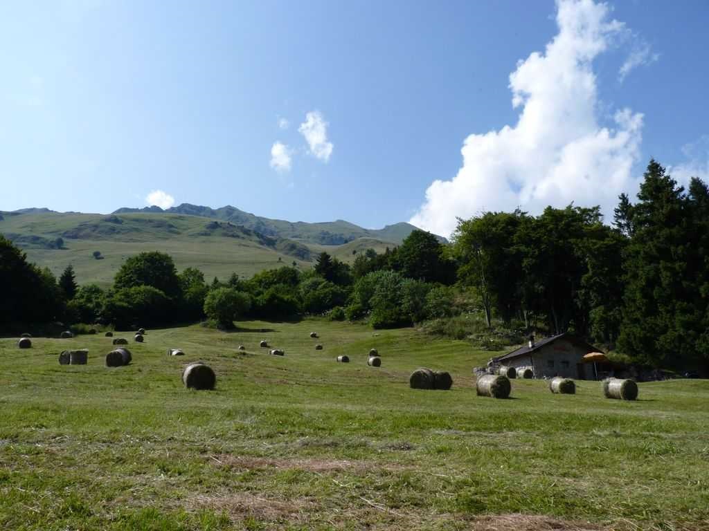 AGEA, Aiuti alla zootecnia 2018