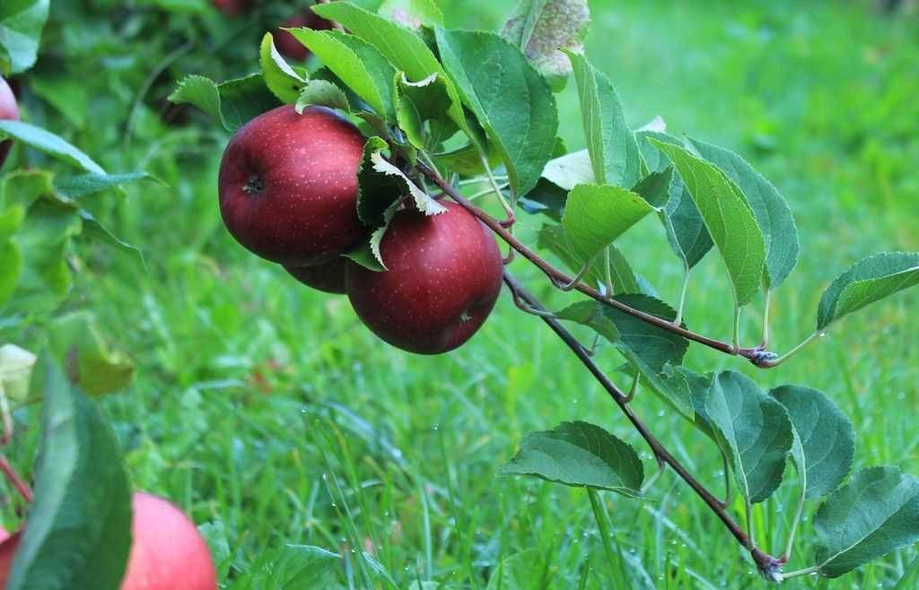 Certificazione delle piante e dei materiali di moltiplicazione dei fruttiferi