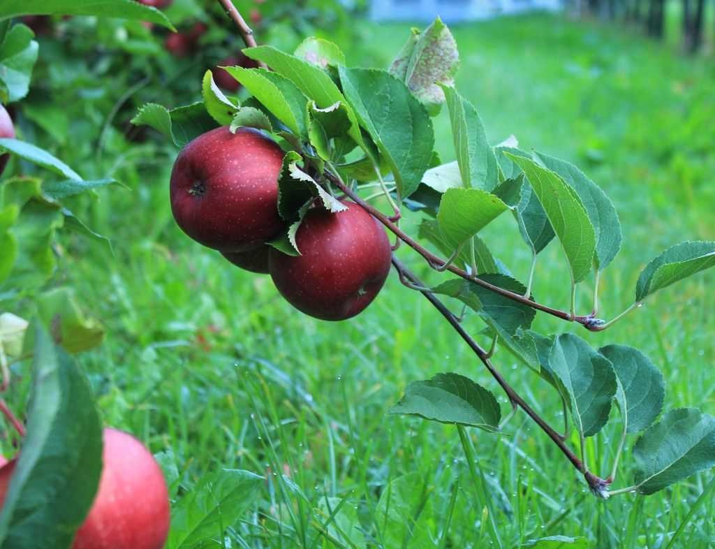 Certificazione delle piante e dei materiali di moltiplicazione dei fruttiferi