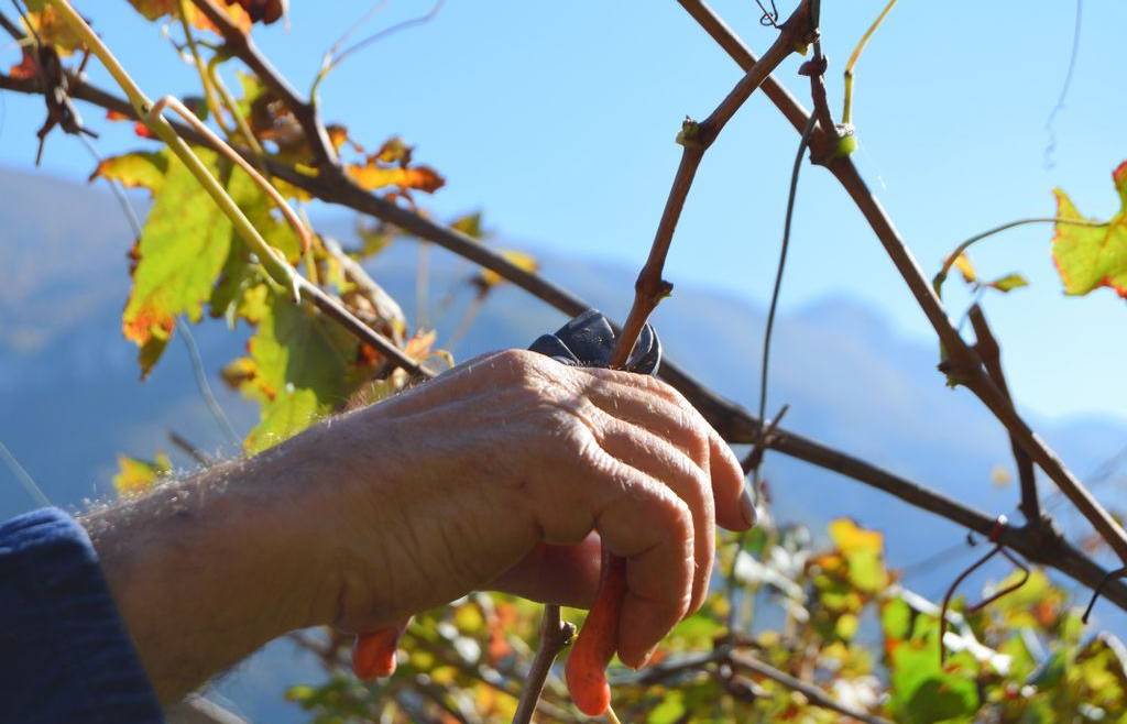 Rilascio autorizzazioni per nuovi impianti di vigneti 2020