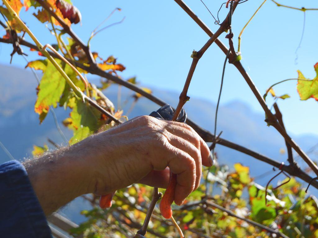 Presentazione domande di sostegno RRV