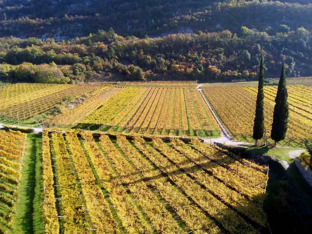 Determina di rilascio autorizzazioni per nuovi impianti viticoli 2024