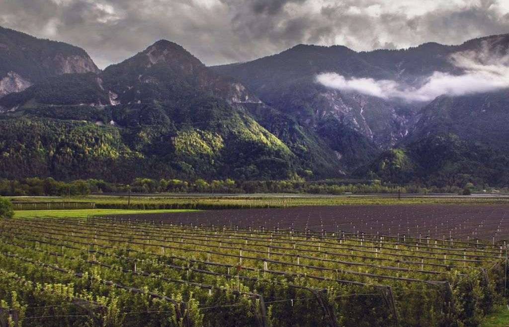 Bando 2022 PSR mis 4.1.1 a sostegno di investimenti nelle aziende agricole