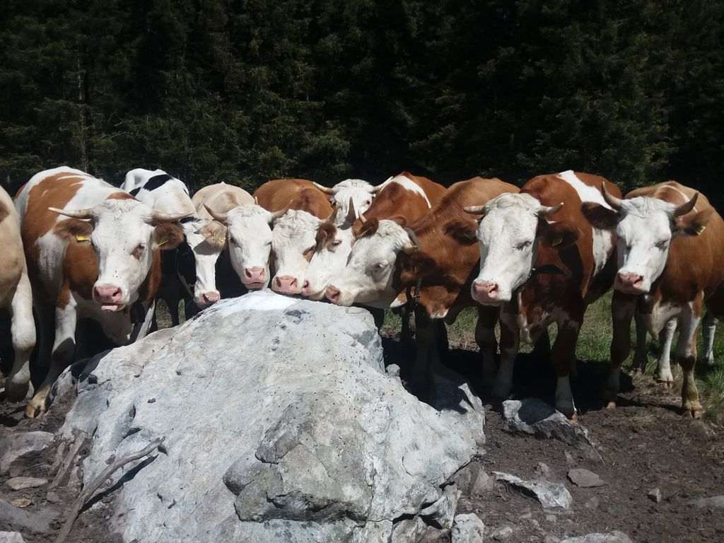 Aiuti accoppiati superficie e zootecnia 2017