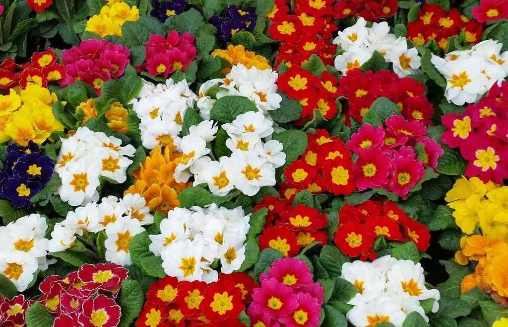 Proroga scadenza | Aperto il bando per le agevolazioni per la floricoltura