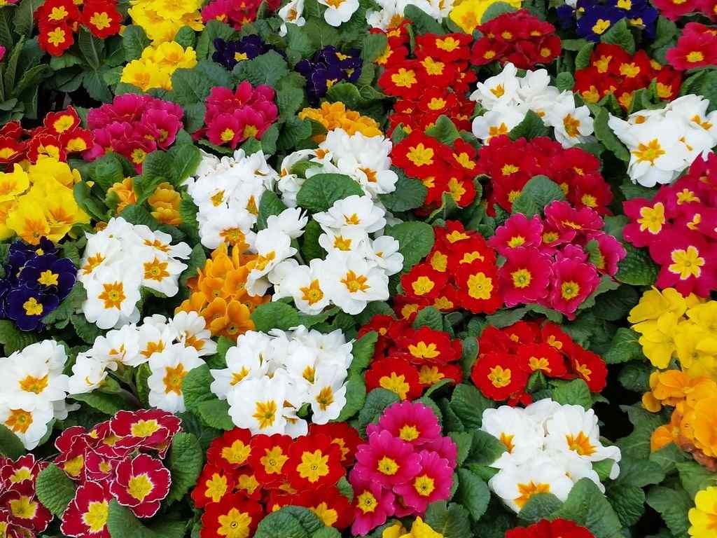 Proroga scadenza | Aperto il bando per le agevolazioni per la floricoltura