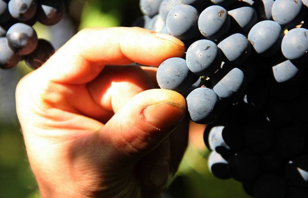 Dichiarazione di giacenza vino e mosti