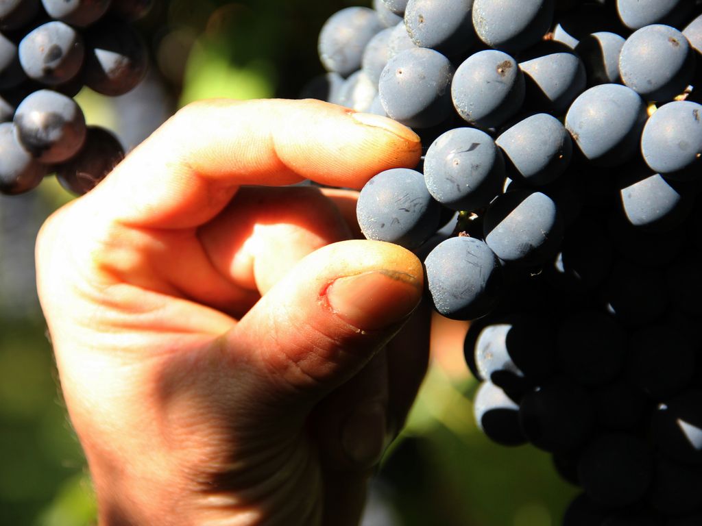 Dichiarazione di giacenza vino e mosti