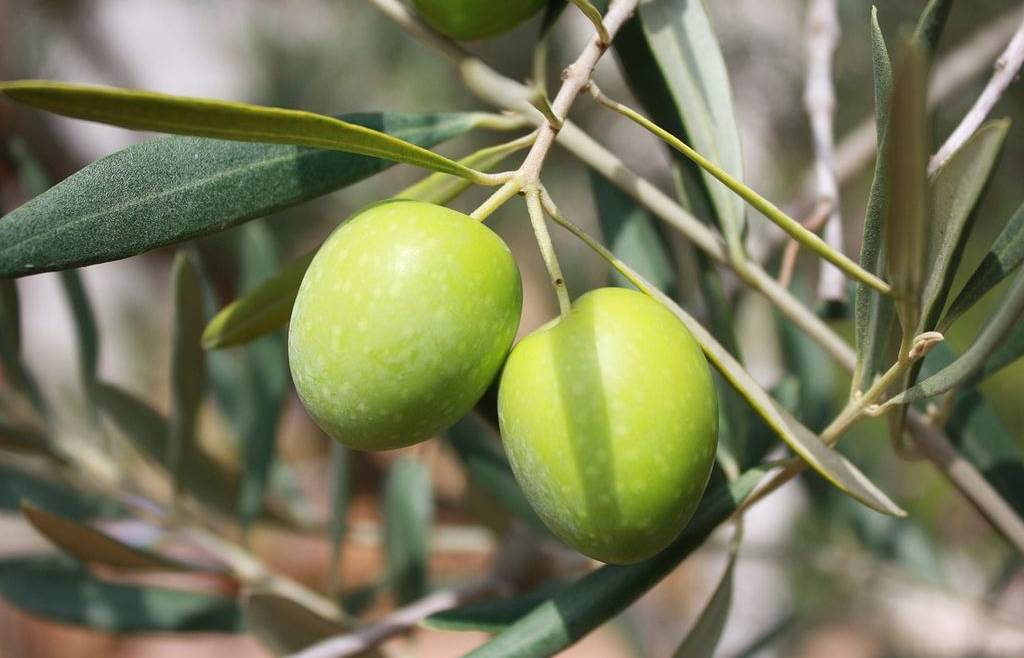 Guida per scelta e conservazione dell’olio extra vergine di oliva