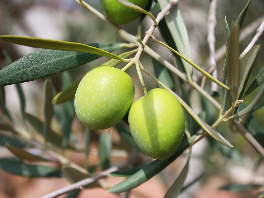 Convegno “L’Olivicoltura biologica intensiva” | biglietti gratuiti disponibili
