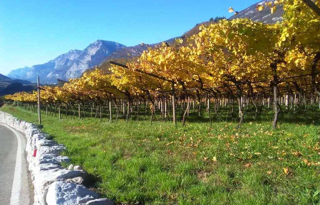 Proroga domanda di sostegno RRV (riconversione e ristrutturazione vigneti) 2022 -2023