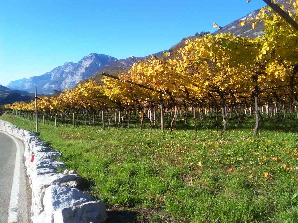 Proroga e rinuncia delle autorizzazioni per impianti viticoli in scadenza nel 2024 e 2025