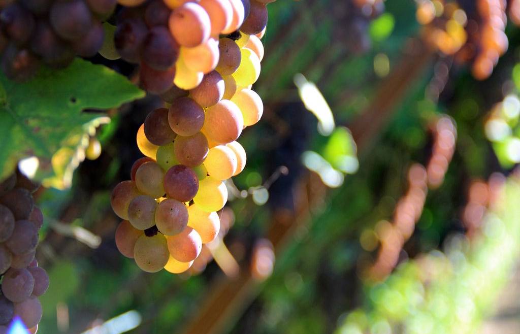 Contributi per il contenimento volontario delle produzioni di vini DOC e IGT