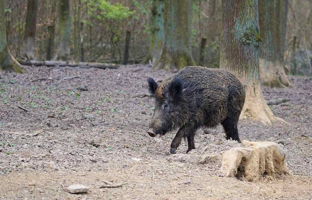 Domande di contributo danni da fauna selvatica