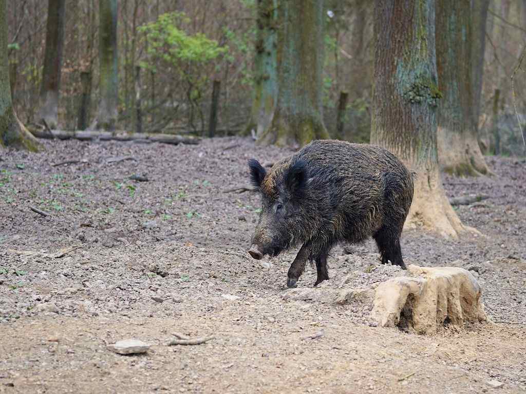Allarme diffusione Peste suina africana