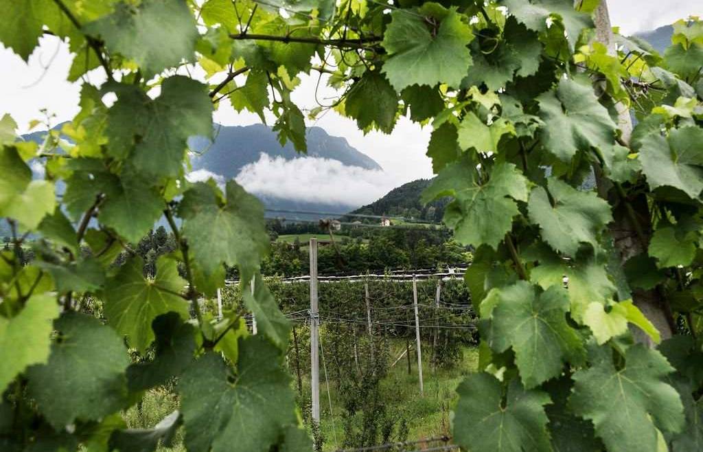 Flavescenza dorata: misure di contenimento