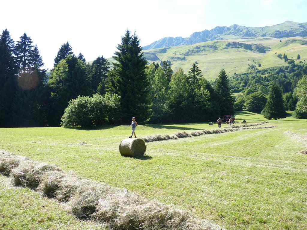 Domande di contributo PSR a superficie – Secondo Pilastro
