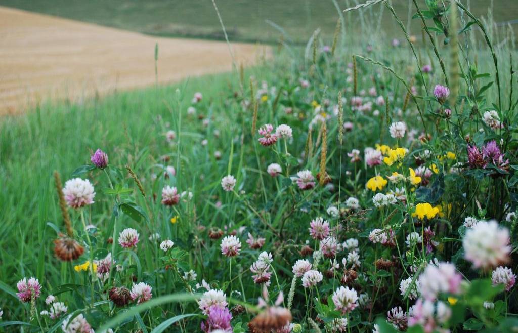 AGIA e Donne in Campo alla giornata della Biodiversità