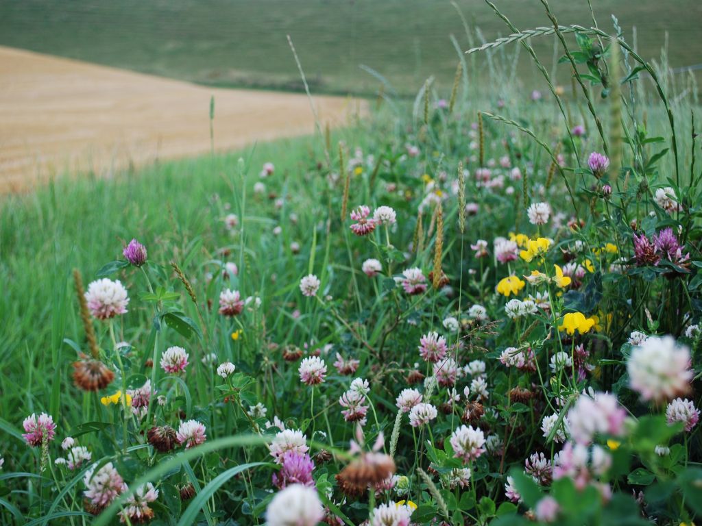 AGIA e Donne in Campo alla giornata della Biodiversità