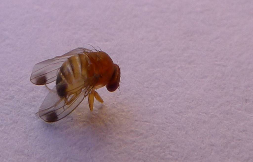 Convegno su parassidoidi asiatici contro la Drosofila
