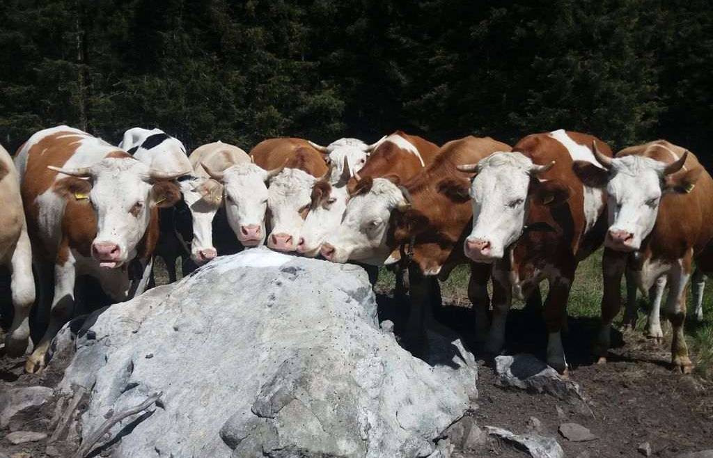 Prassi di riferimento “Linee guida per la gestione delle malghe e dei pascoli d’alpeggio”