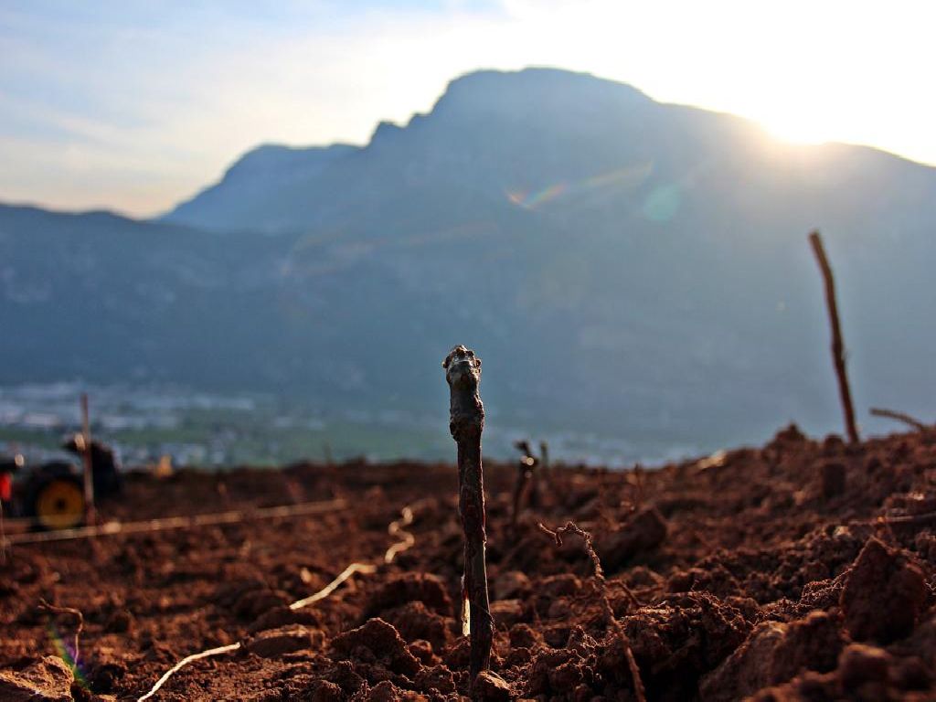 Nuovo bando di contributi per il settore del vivaismo viticolo – proroga al 13 maggio 2022