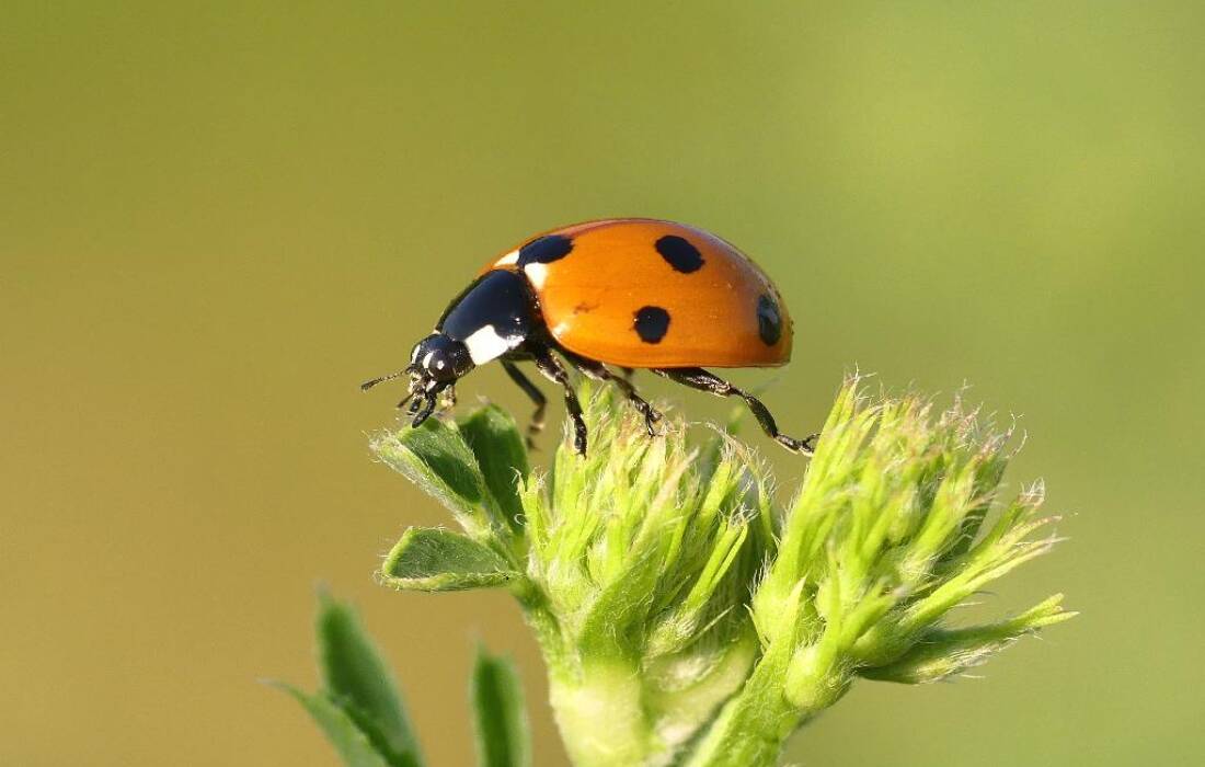 coccinella