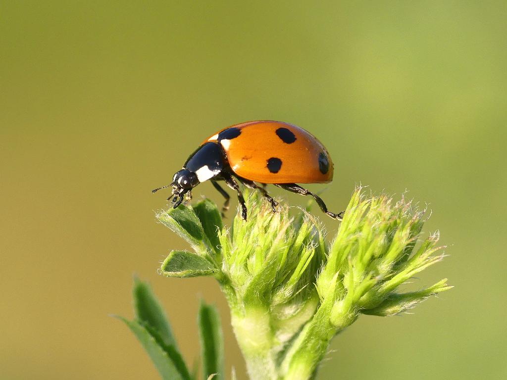Contributi per le spese di certificazione biologica 2025 e scadenza rendicontazione 2024