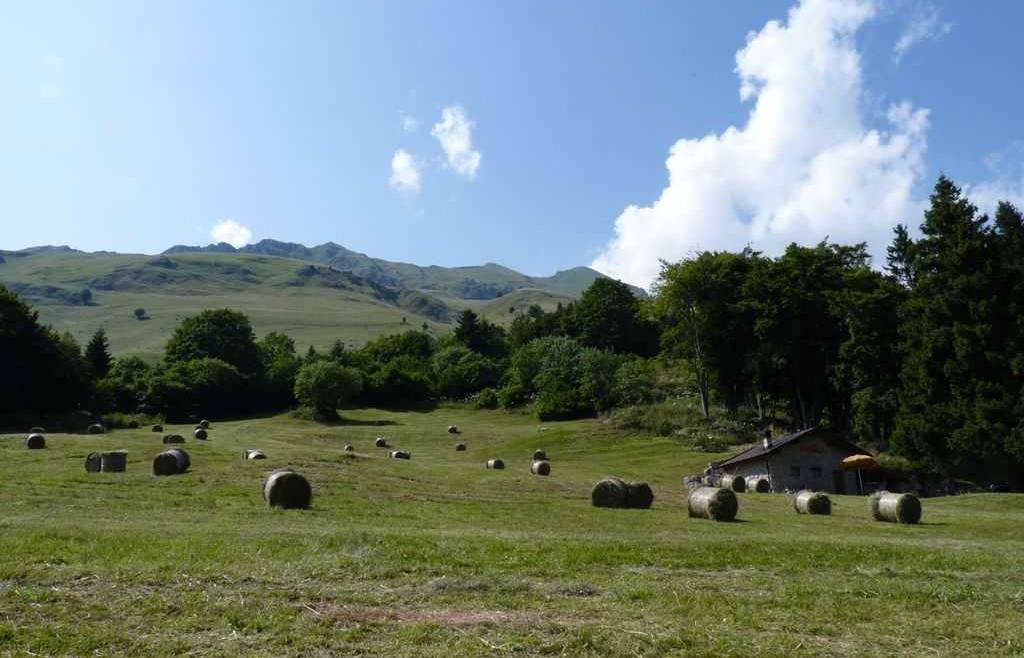Bando concessione in uso prati da sfalcio Monte Bondone