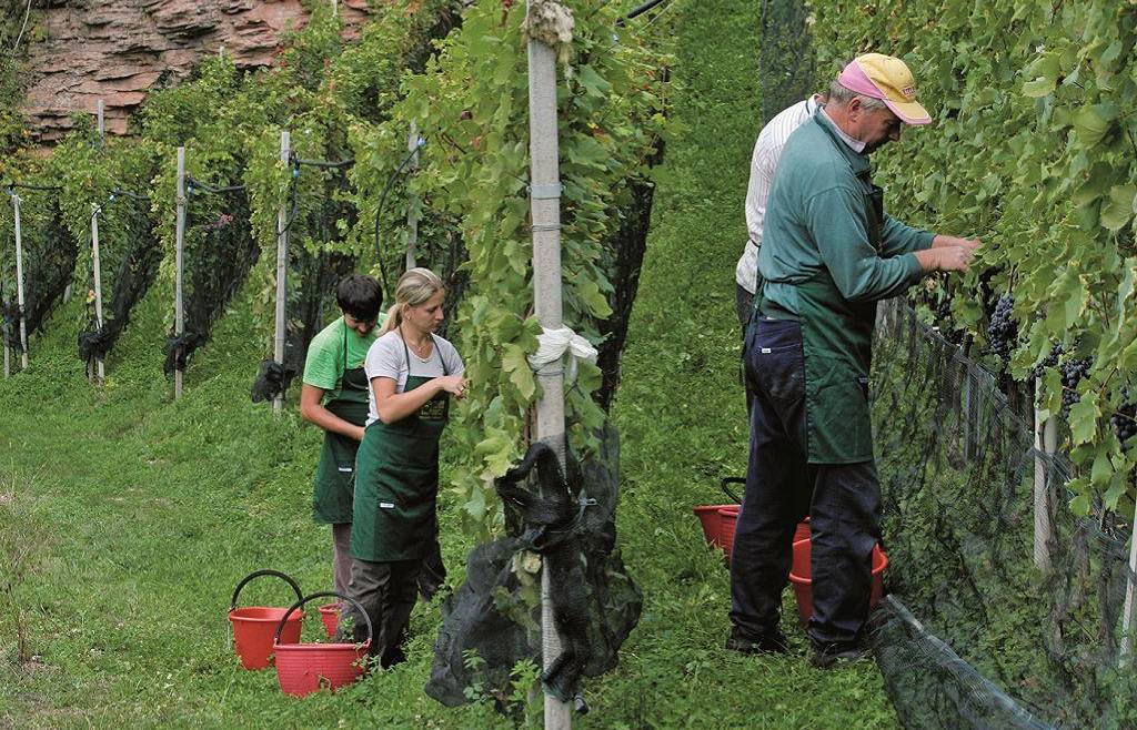 L’impatto dell’emergenza Covid-19 sull’economia trentina