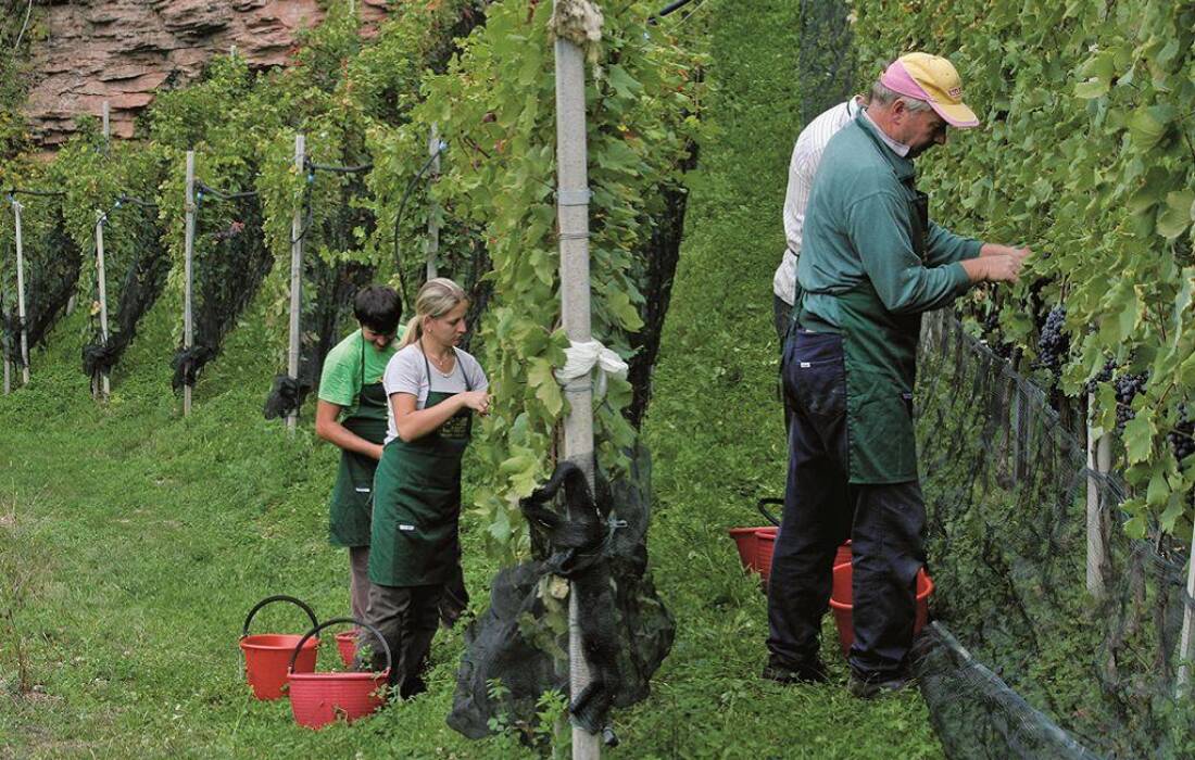 vendemmia