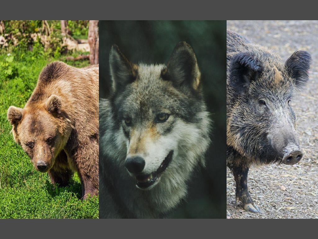 Agricoltori e animalisti alla prova del dialogo