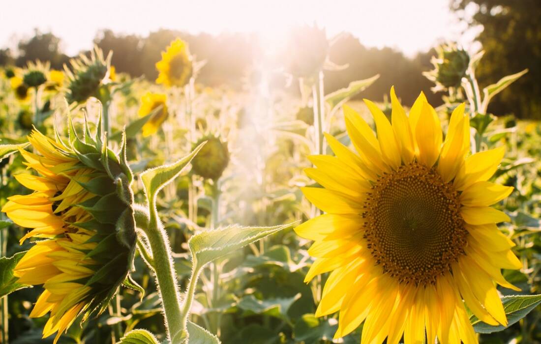 girasoli